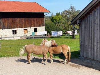 Horses standing in front of building