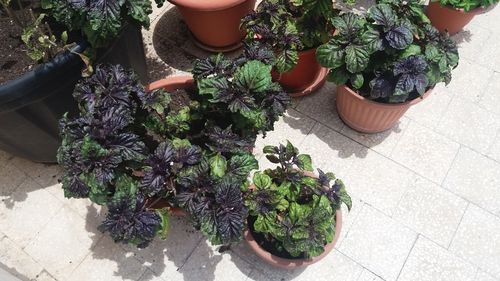 High angle view of potted plants in greenhouse