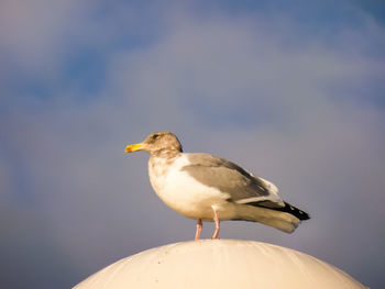 Close-up of bird perching against sky