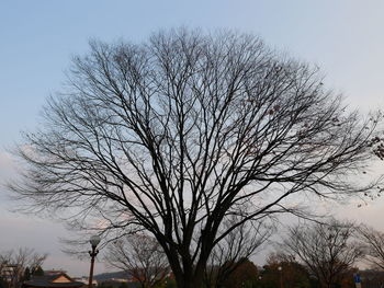 Low angle view of bare tree against clear sky