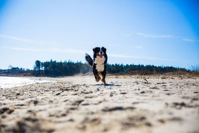 Dog on beach against sky