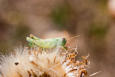 Close-up of insect