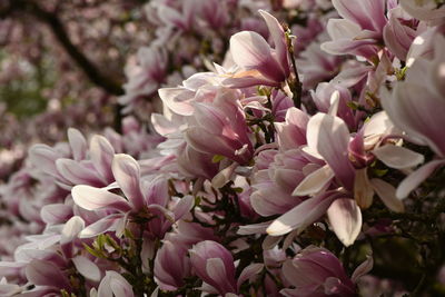 Close-up of pink flowering plant