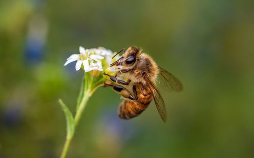 Close-up of bee pollinating on purple flower