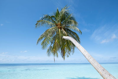 Palm tree by sea against sky