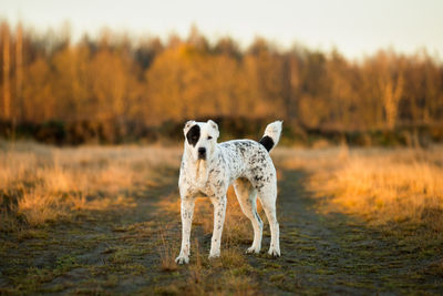 Dog standing on field