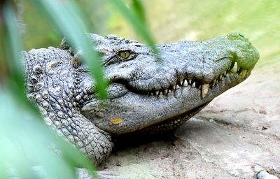 Close-up of crocodile head