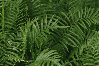 High angle view of fern leaves on tree