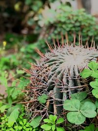 Close-up of cactus plant