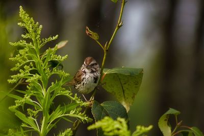 Close-up of bird perching on plant