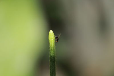 Close-up of insect on leaf