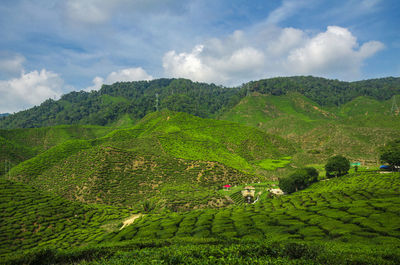 Scenic view of agricultural field against sky