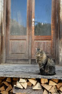 Cat sitting in front at the entry of an old carpentry with pile of wood autumn colors