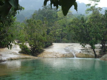 Scenic view of river amidst trees in forest