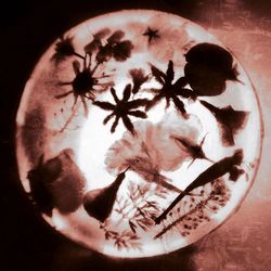 Close-up of food on table