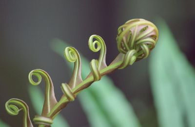 Close-up of leaf 