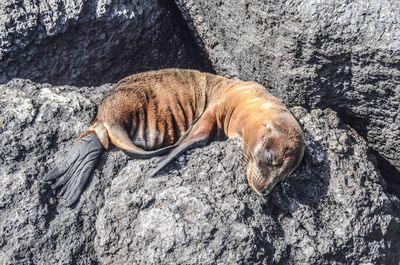 Seal sleeping on rock