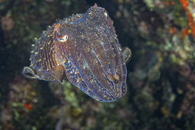 Close-up of fish swimming in sea