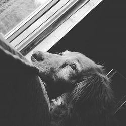 Close-up of a dog