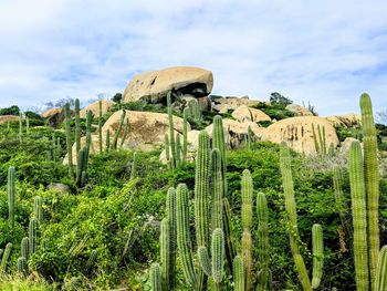 Cactus plants growing on rock
