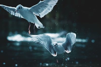 Seagulls flying in the water