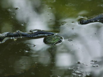 Close-up of turtle swimming in water