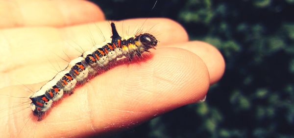 Close-up of insect on hand