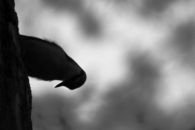 Low angle view of bird perching on tree against sky