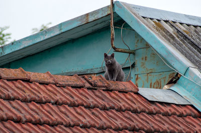 Low angle view of a cat on roof