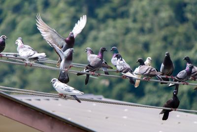 Seagulls flying against sky