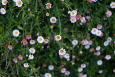 Close-up of white flowering plants