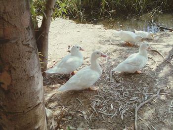 Birds on tree