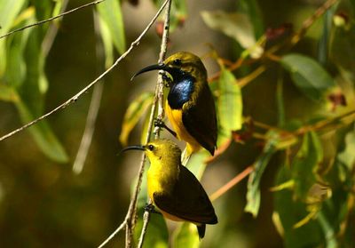 Close-up of bird perching on branch