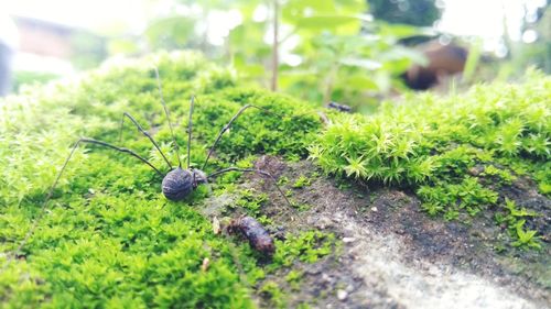 Close-up of insect on grass