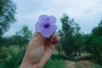 Cropped hand holding purple flowering plant