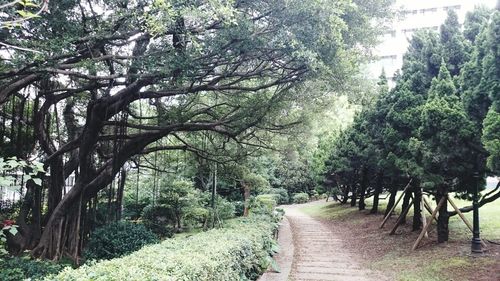 Narrow pathway along trees