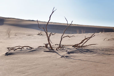 View from nature and landscapes of dasht e lut or sahara desert with rotten tamarisk tree .