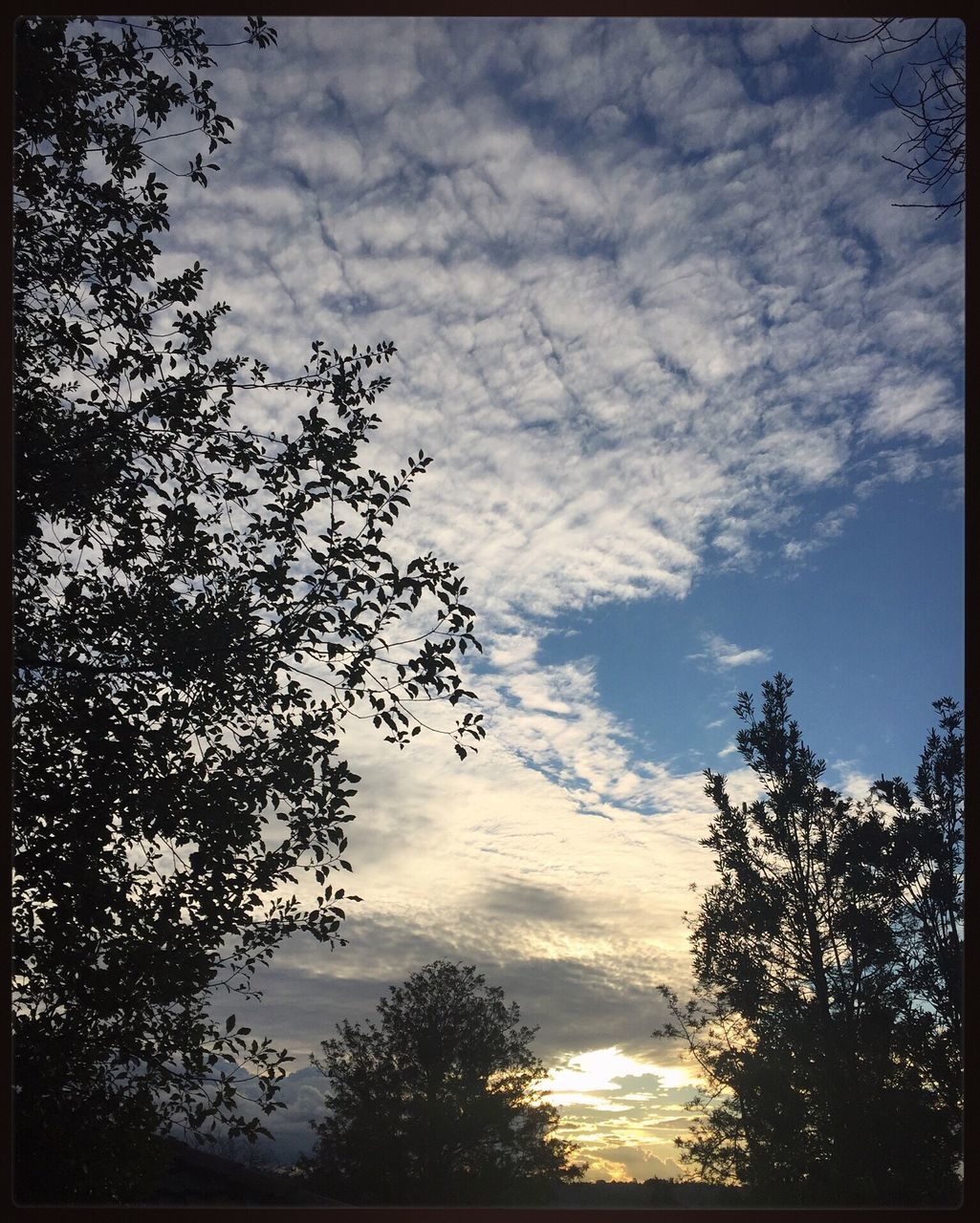 tree, sky, low angle view, cloud - sky, tranquility, beauty in nature, cloudy, nature, scenics, tranquil scene, cloud, growth, outdoors, no people, high section, idyllic, overcast, treetop, day, weather, non urban scene, non-urban scene, majestic, blue