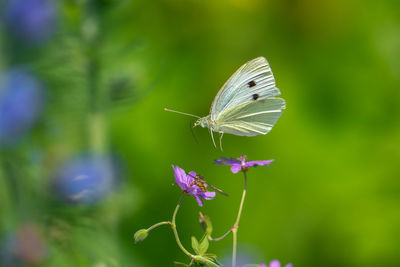 Close-up of butterfly pollinating on flower