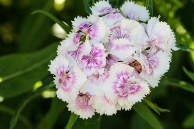 Close-up of insect on pink flowering plant