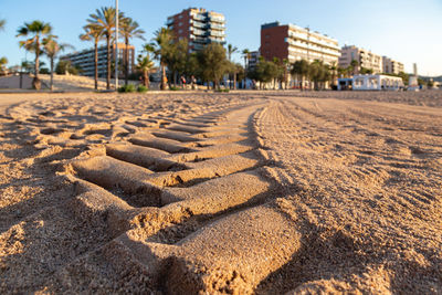 Surface level of sandy beach with palm trees in foreground