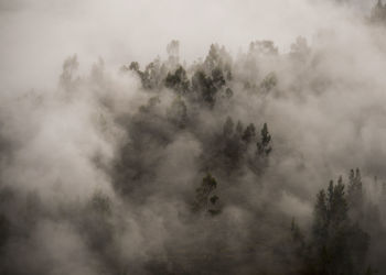 Morning fog in a forest above tarma, junin, peru, south america