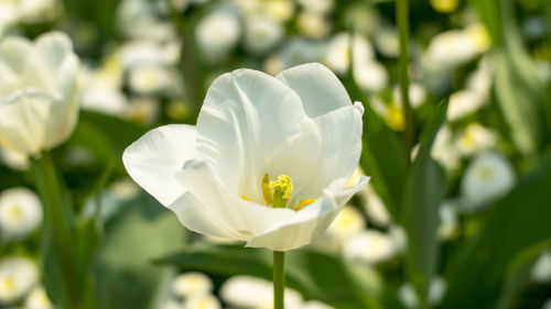 Close-up of white flower blooming outdoors