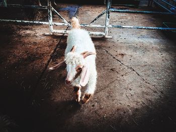 High angle view of a horse in pen