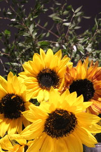 Close-up of sunflower