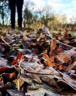 Close-up of leaves in forest