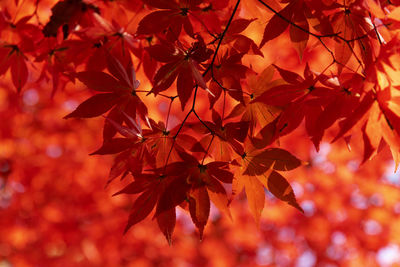 Close-up of maple leaves on branch