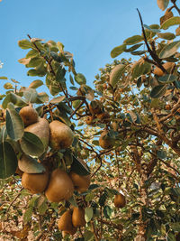 Low angle view of fruits growing on tree against sky