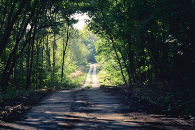 Footpath amidst trees in forest