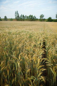 Scenic view of field against sky